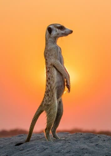 Meerkat