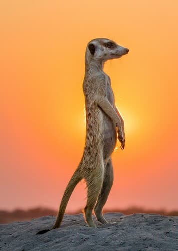 Meerkat
