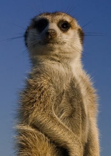 Meerkat