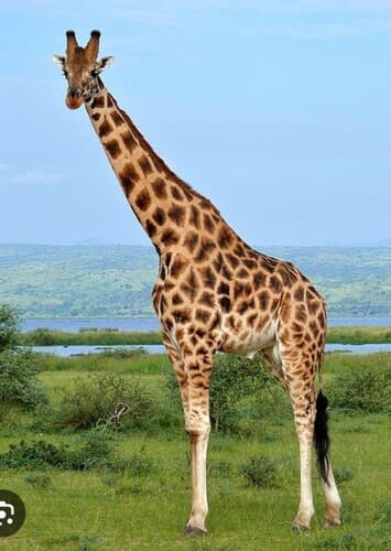 Melman
