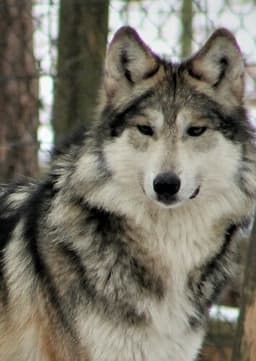 Mexican Gray Wolf