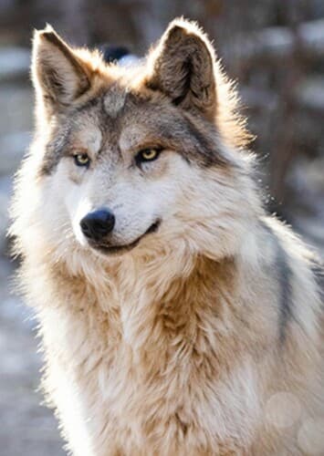 Mexican Wolf
