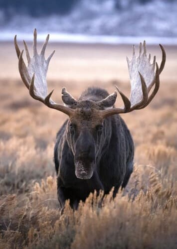 Moose