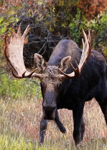 Moose