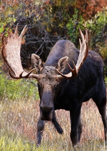 Moose