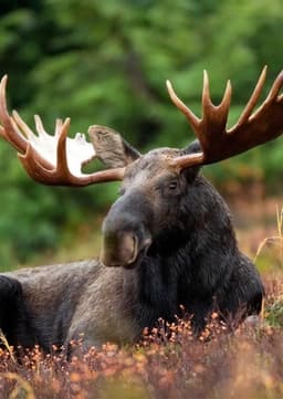 Moose
