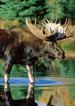 Moose