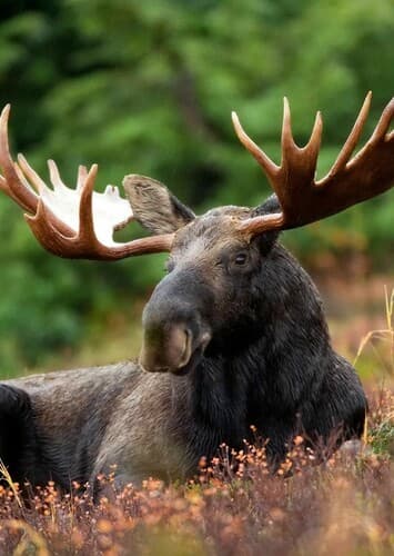 Moose