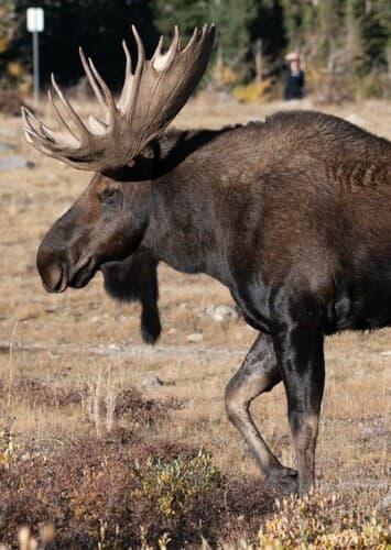 Moose