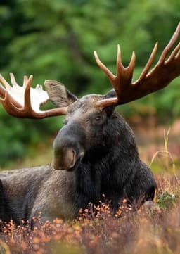 Moose