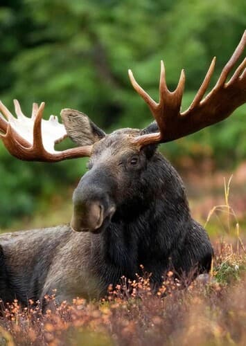 Moose