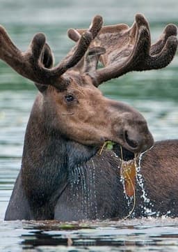 Moose