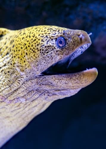 Moray Eel