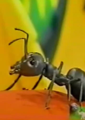 Morris the Ant
