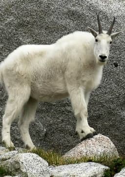 Mountain Goat