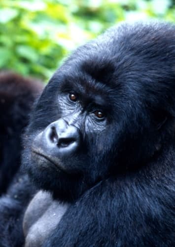 Mountain Gorilla