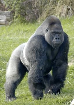 Mountain Gorilla