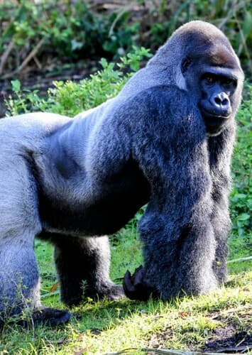 Mountain Gorilla