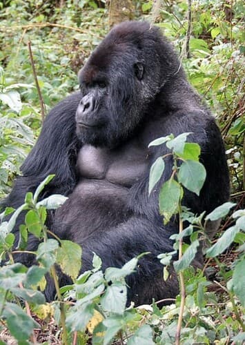 Mountain Gorilla