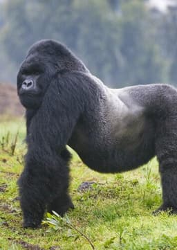 Mountain Gorilla
