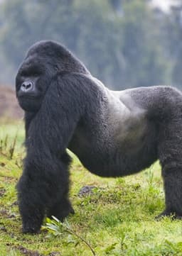 Mountain Gorilla