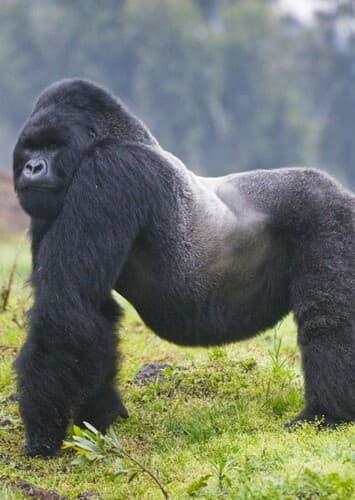 Mountain Gorilla