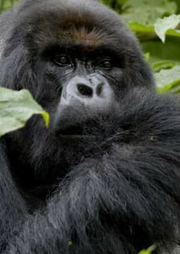 Mountain Gorilla