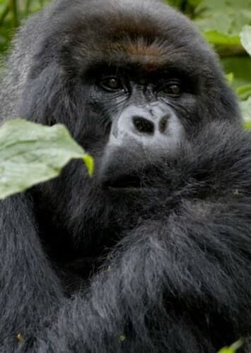 Mountain Gorilla