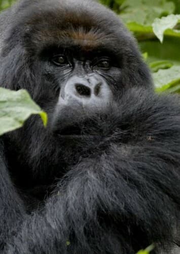 Mountain Gorilla