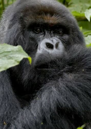 Mountain Gorilla