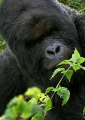 Mountain Gorilla