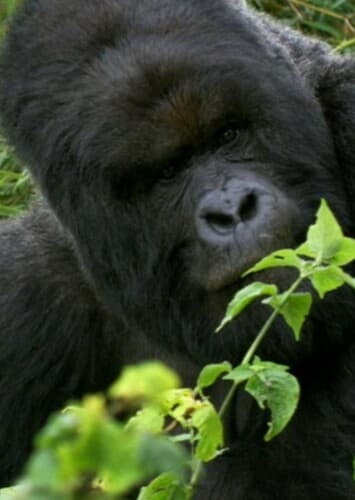 Mountain Gorilla