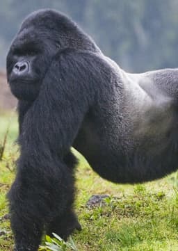 Mountain Gorilla