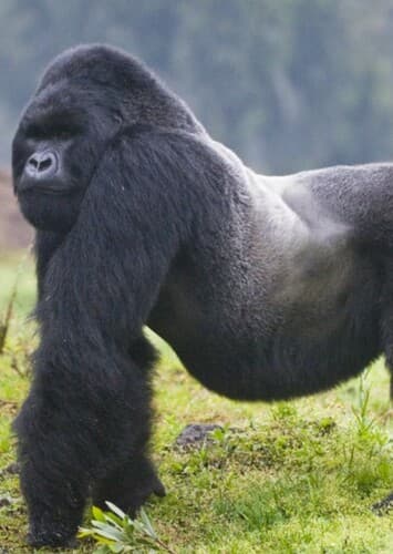 Mountain Gorilla