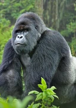 Mountain Gorilla