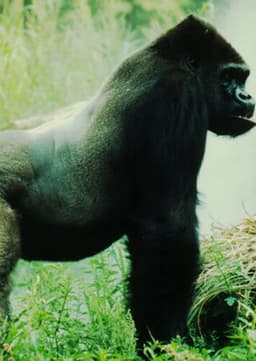 Mountain Gorilla