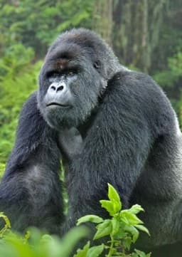 Mountain Gorilla