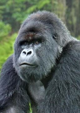 Mountain Gorilla