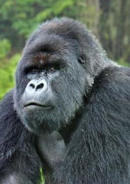 Mountain Gorilla