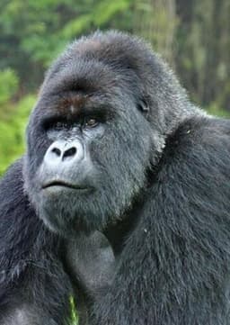 Mountain Gorilla