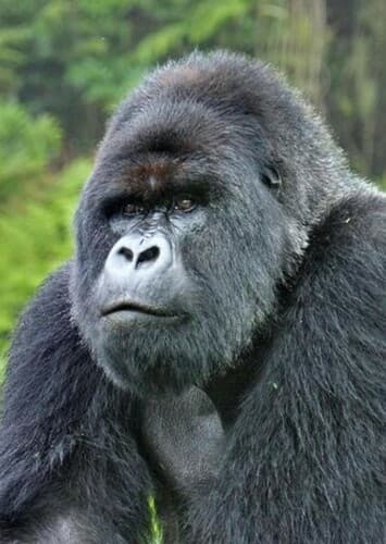 Mountain Gorilla