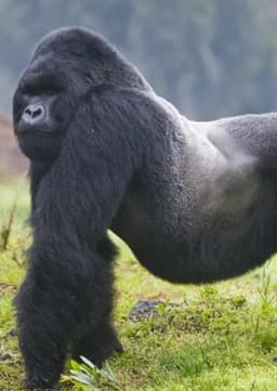 Mountain Gorilla