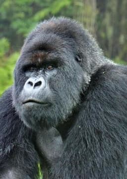 Mountain Gorilla