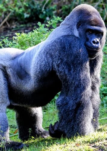 Mountain Gorilla