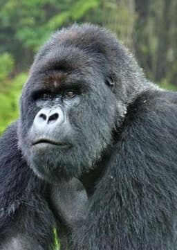 Mountain Gorilla