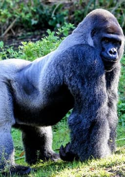 Mountain Gorilla