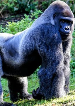 Mountain Gorilla