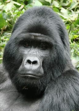 Mountain Gorilla