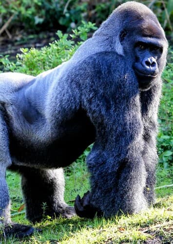Mountain Gorilla