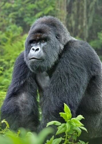 Mountain Gorilla